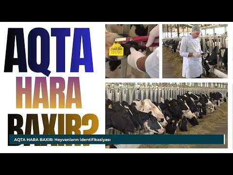 "AQTA hara baxır?" - Heyvanların identifikasiyası