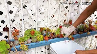 Relaxing Music | How I maintain my three years old gutter succulents arrangement 治愈生活 園藝樂趣￼ 舒缓压力放松心情