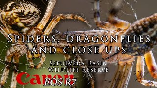 Spiders, dragonflies, butterflies  and a few other  close ups - pho-macro!