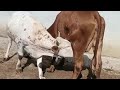 Big Bull Drinking Cow Milk Cow Feeding Cow Milk