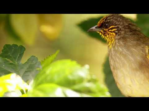 Nightingale singing | The best bird song in the world | Luscinia megarhynchos