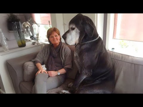 Funny GREAT DANE Will Make You Laugh More Than You Think
