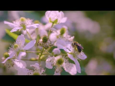 The A's - When the Bloom is on the Sage (Official Visualizer)