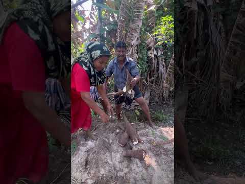 മരച്ചീനി🥔 #farmingtraditions #agriculture #farmer #food #farming101 #farming101 #agriculturefarming
