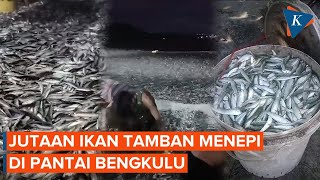 Download lagu Penampakan Unik! Jutaan Ikan Tamban Menepi di Pantai Bengkulu mp3