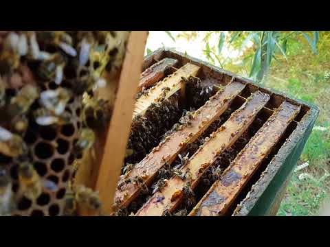 Kleine inspectie van een 6 ramer