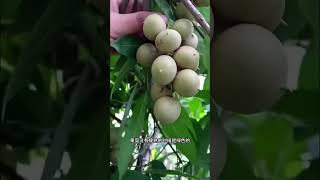發現巴西美味！牛腈果：南美洲的龍眼親戚? | 驚人水果介紹 #牛腈果 #巴西美食 #水果介紹 #BacabaFruit #BrazilianFruit #ExoticFruit