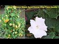 How To Grow Flowering Vine From Seeds/Black Eyed Susan Vine/In Hindi