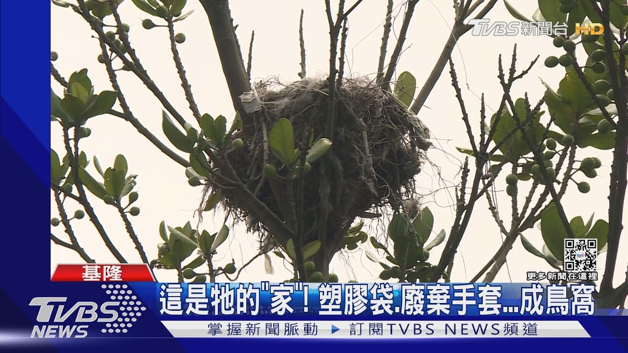 這是牠的「家」! 塑膠袋、廢棄手套成鳥窩