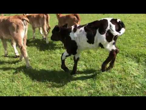 Ho incontrato un vitellino con un cuore bianco sulla fronte 😅😊