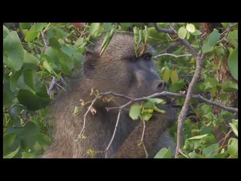Kruger National Park Camps Disk 1 HD - South Africa Travel Channel 24