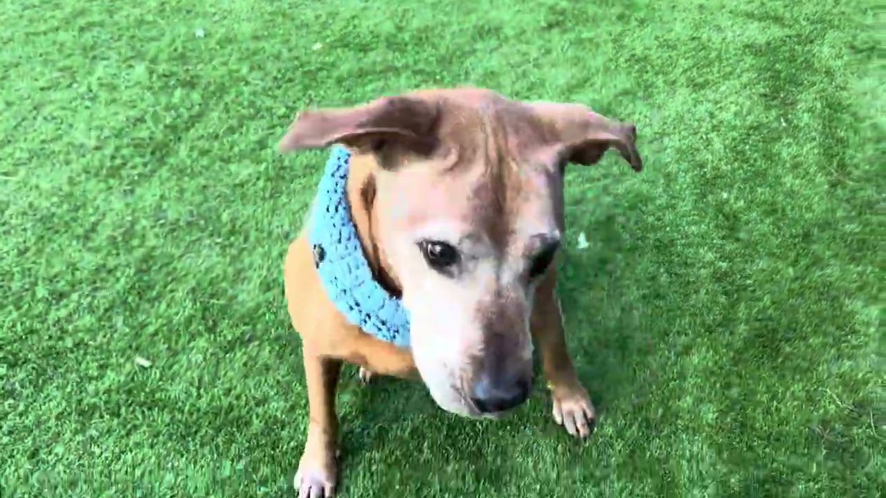Enlarge Cooper, a ADOPTABLE Rhodesian Ridgeback in Long Beach, NY video 2/5