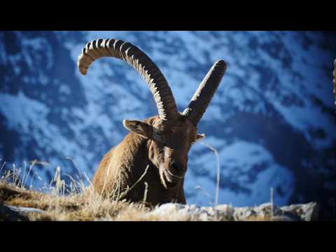 Wogezy - Dzikie Góry Francji. Film Przyrodniczy