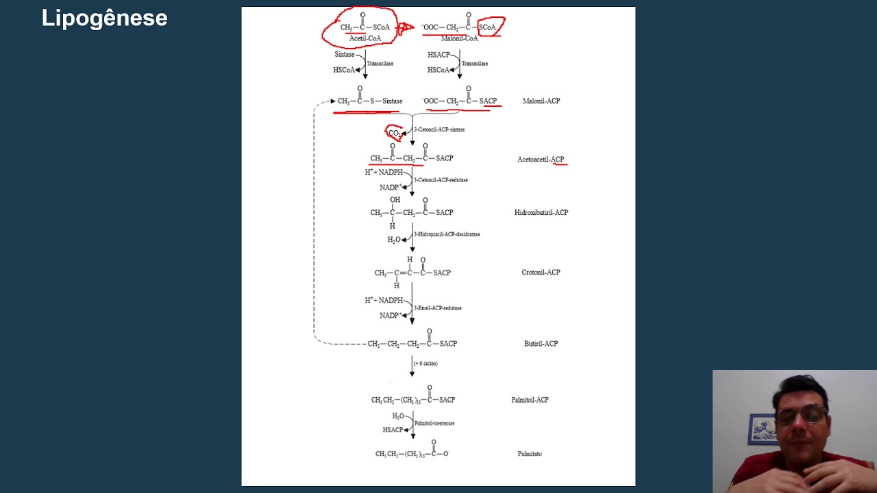 Bioquímica   Lipogênese e Lipólise