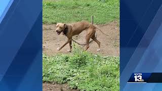 Bibb County couple facing animal cruelty charges after dogs found malnourished