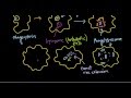 Listeria monocytogenes pathogenesis - YouTube