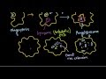 Listeria monocytogenes pathogenesis - YouTube