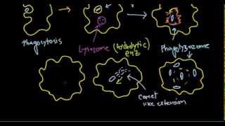 Listeria monocytogenes pathogenesis