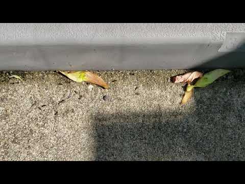 A/C Units Attracting Ants in Wall Township, NJ