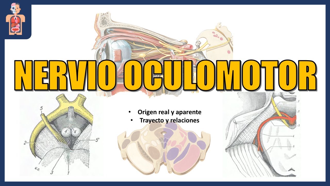 NEUROANATOMÍA - OCULOMOTOR (ORIGEN, TRAYECTO, RELACIONES Y DISTRIBUCIÓN)