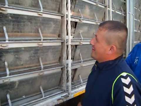 Asociatia columbofila gorj lansare Syschavka partea IV-a 2013