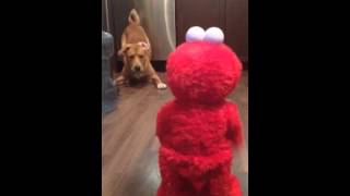 Dog vs Elmo