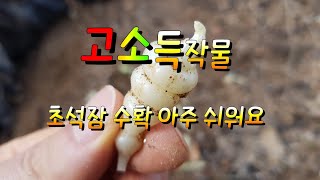 고소득작물 초석잠 중풍.치매.뇌경색에 좋아요