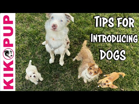 STOP UNWANTED behaviors with BACK UP