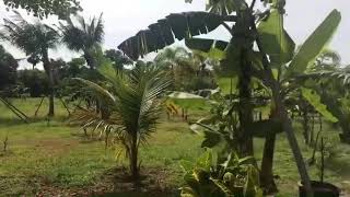 5+ Bedrooms Tropical Resort For Sale near Natai Beach, Khok Kloi, Phang Nga