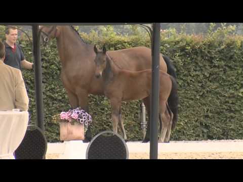 Destano - Argentinus Fohlen 2014