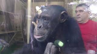 Два шимпанзе народилися у Фельдман Екопарк