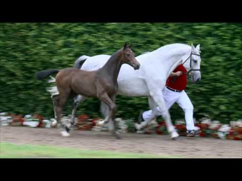 26 Call me Hengst v. Crumble - Calido