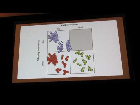 Gettle: Complexity and convergence Using experimental evolution to uncover mechanisms of adaptation