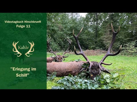 Erlegung im Schilf - Brunft in Masuren und Pommern