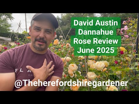 David Austin, Dannahue Rose Review June 2025