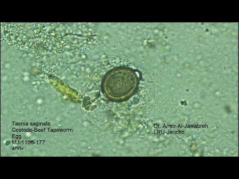 a hpv szemölcsök szaporodnak