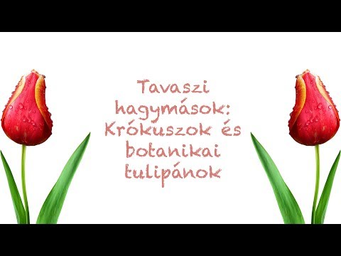 Ep. 23.: Tavaszi hagymások: Krókuszok és botanikai tulipánok