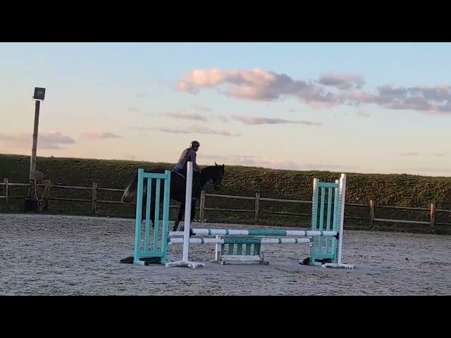 Grand Hongre 4 ans mini 130