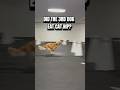 Did The 3rd Dog Eat Cat Nip Dogs Dogsports Flyball