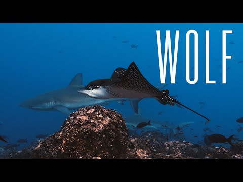 The Most Epic Dive on Earth! Wolf Island | 4K #Galapagos