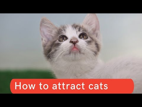 How to attract cats updated 2021 || How to attract cats to you || How to attract cats to your house