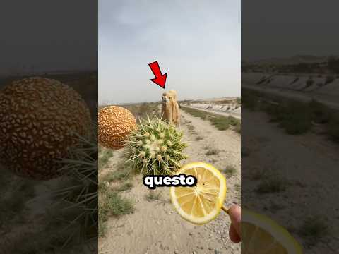 Ha dato un cactus al cammello?😳