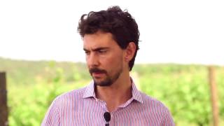 castelvecchio:produrre vino del carso