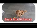 Snack Time For Barney Chandabormelado