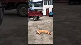 Download lagu Mau ketawa takut dosa hiburan warga 62 video lucu bikin ngakak funny videos #videolucu #comedy #meme mp3 Download lagu Mau ketawa takut dosa hiburan warga 62 video lucu bikin ngakak funny videos #videolucu #comedy #meme mp3
