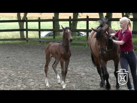 HEI319 Stutfohlen von Diarado - Casall - Canturo