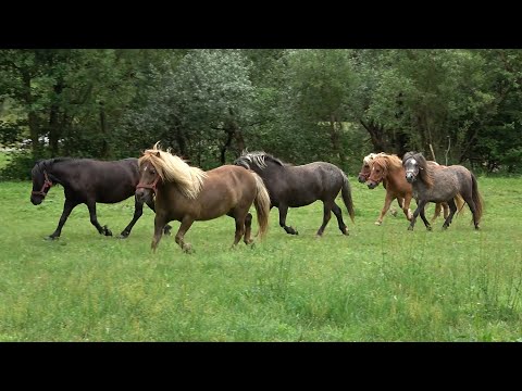 Paradisul Poneilor Bratca, Bihor - 2020 Nou!!!