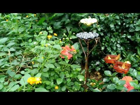 Butterfly Garden at Bronx Zoo, NYC - YouTube