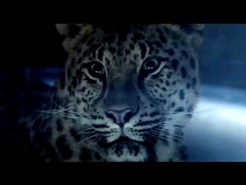 Enigma vs Schiller - Mea Culpa Einsamkeit Elias Mash