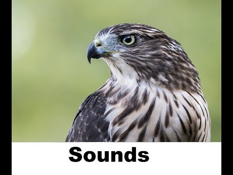 download lagu mp3 mp4 Hawk Sound Effect, download mp3 Hawk Sound Effect free download mp3, download mp3 Hawk Sound Effect